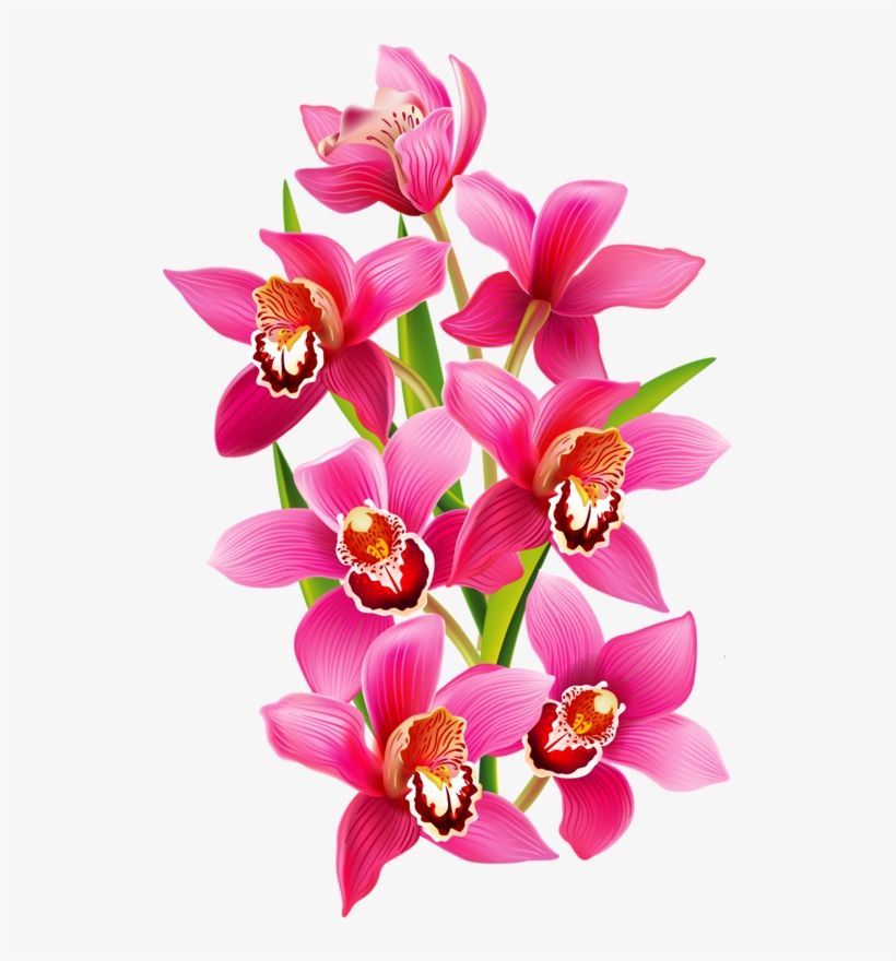 Fleurs Flores Flowers Bloemen Png Coloring Book - Transparent Orchids, transparent png #1366472