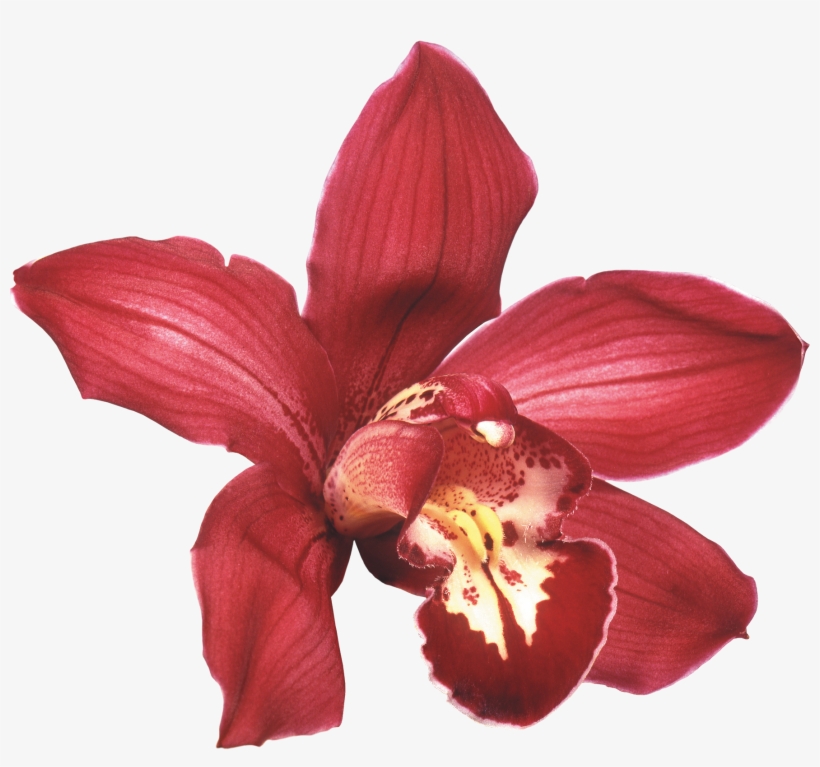 Png Клипарт "beautiful Orchids Flower" - (12+)под Сенью Девушек В Цвету. Часть Ii: Имена Стран:, transparent png #1366814