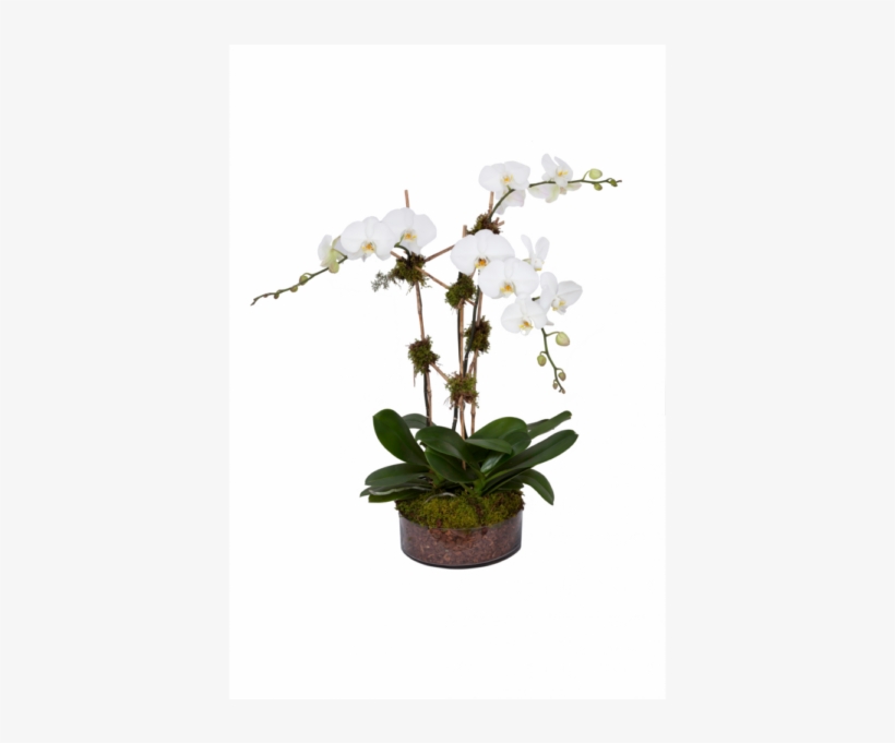 0034 Triple Stem White Orch - Orchids, transparent png #1366834