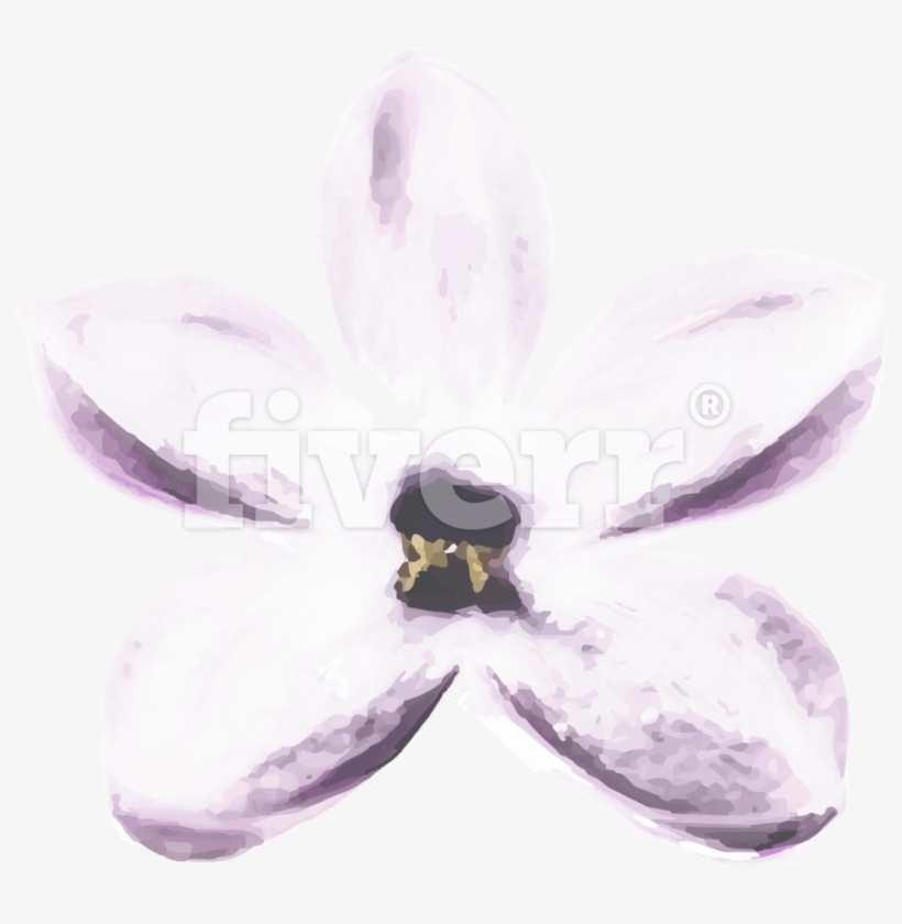 Moth Orchid, transparent png #1366836