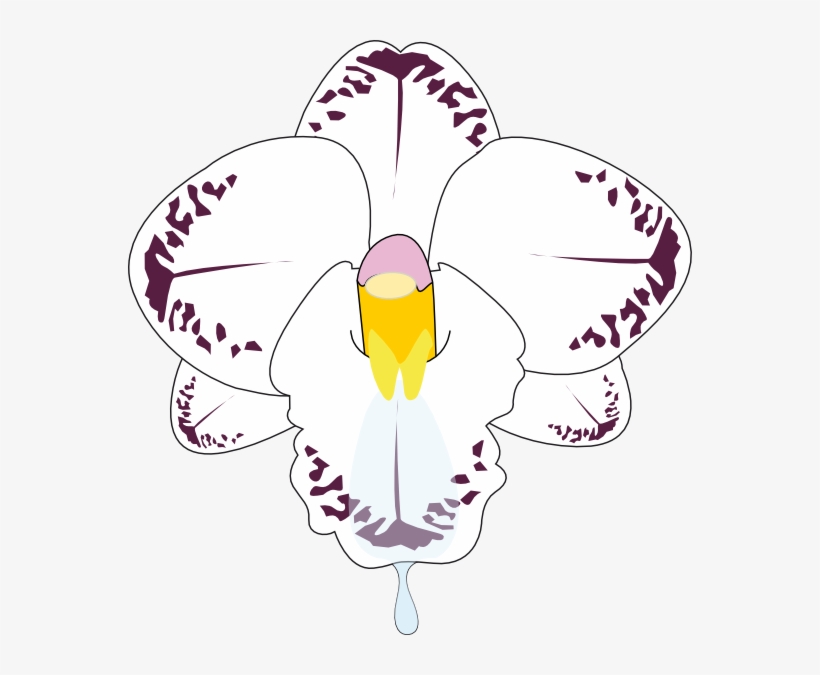 How To Set Use Orchid Flower Clipart, transparent png #1366856