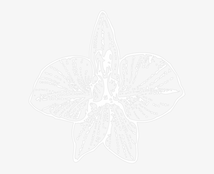 White Orchid Outline Svg Clip Arts 600 X 586 Px, transparent png #1366886