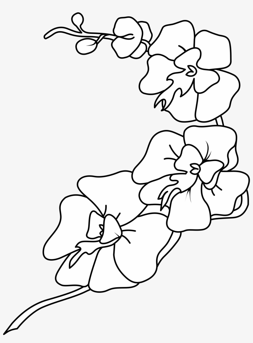Big Image - Orchid Clipart Black And White, transparent png #1367008