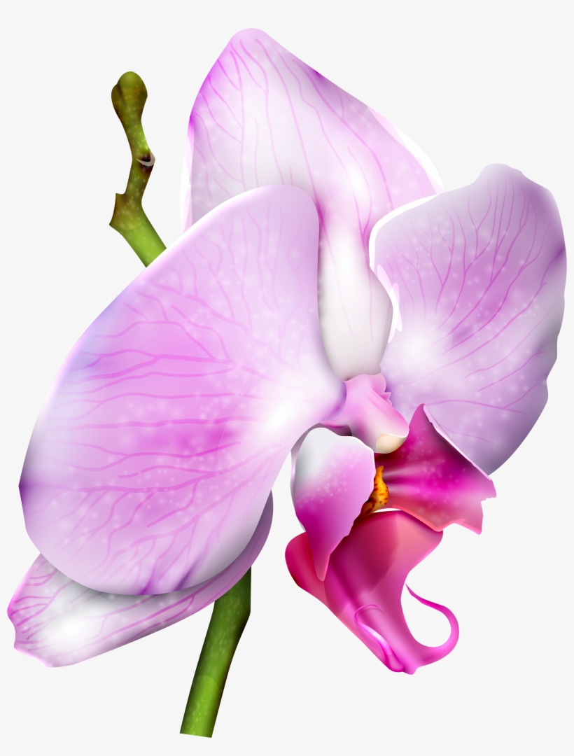 Orchid Png, transparent png #1367123