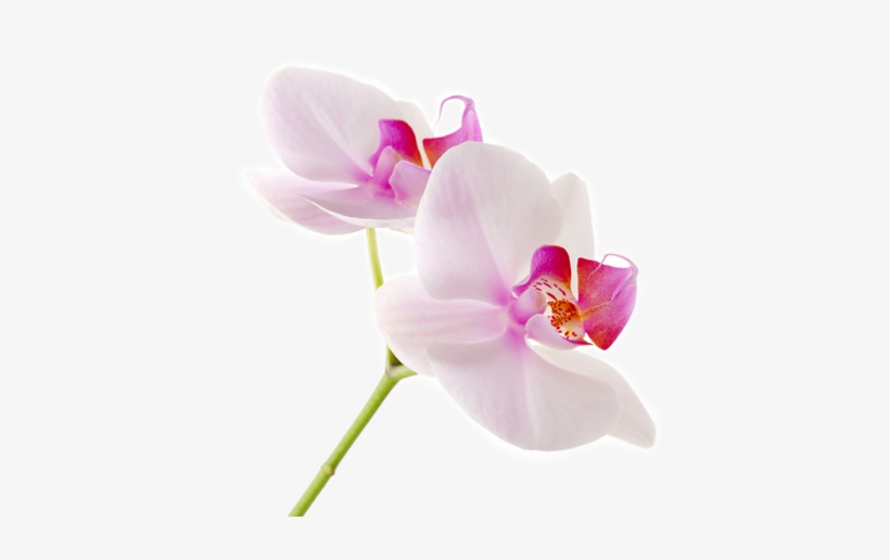 Orchid - Condolence Quotes My Deepest Condolences, transparent png #1367283