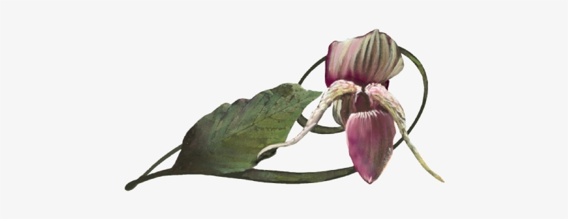 Hyacinth Orchid - Dipodium Roseum, transparent png #1367303