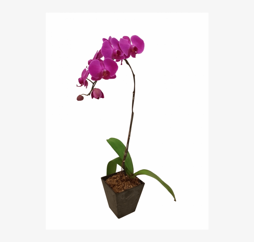 Single Potted Purple Orchid - Real Purple Orchid Single Stem, transparent png #1367448