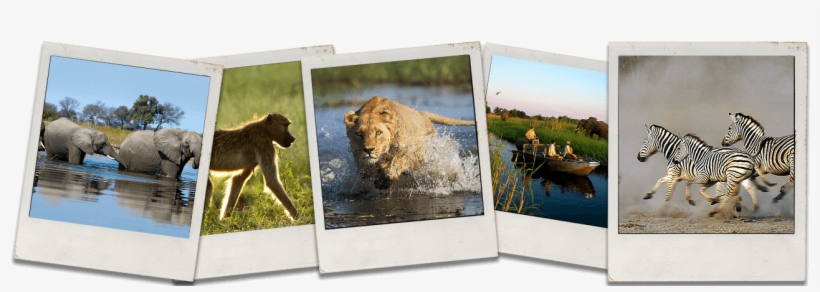 Okavango Delta Poloroid Photos - Okavango Delta, transparent png #1367864