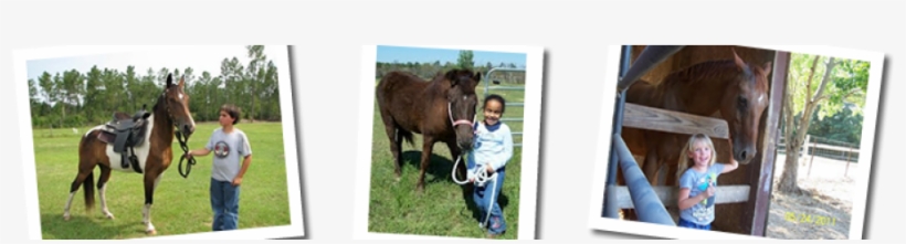 Panhandle Equine Rescue's Annual Benefit Ride Is Set - Working Animal, transparent png #1368453