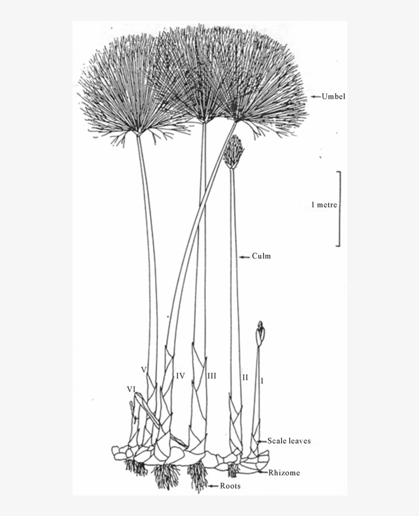 A Cyperus Papyrus Plant Showing, On A Single Rhizome, - Pond Pine, transparent png #1369622