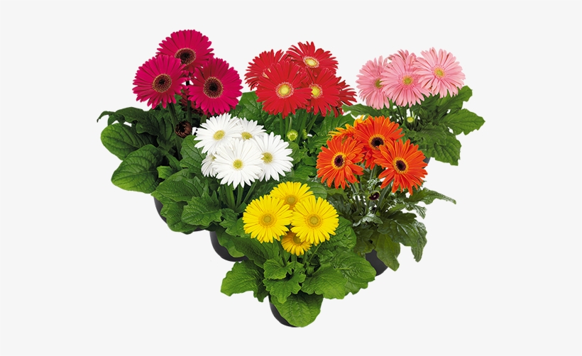 Maxi Select Mix - Photography, transparent png #1369828