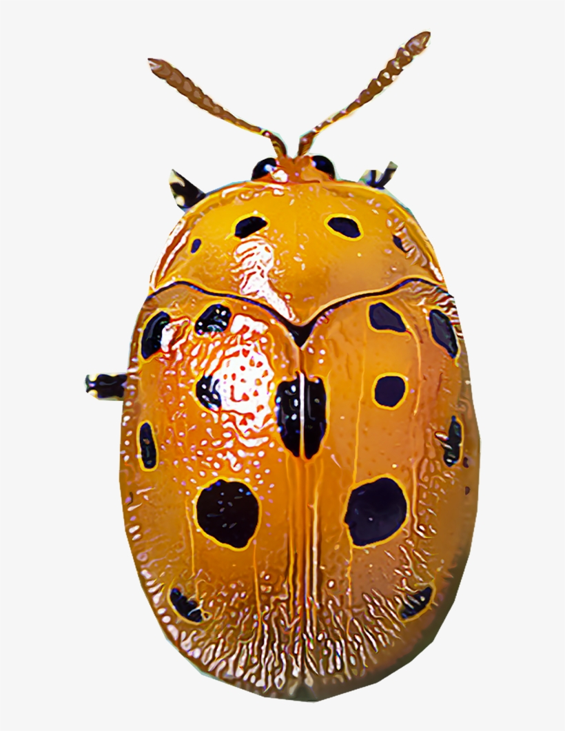 Mexican Bean Beetles - Ladybug, transparent png #1370000