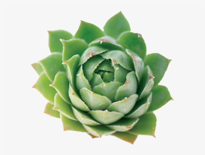 Mexican Flower Png Hd, transparent png #1370153