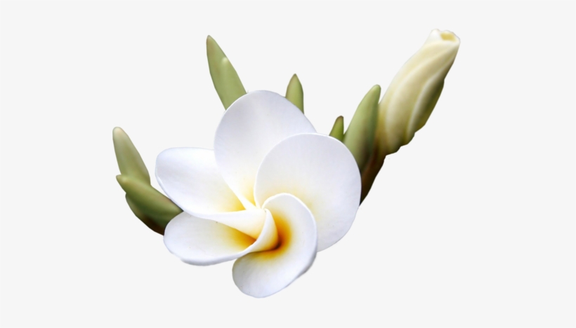 Exotic Flowers - Flower, transparent png #1370198