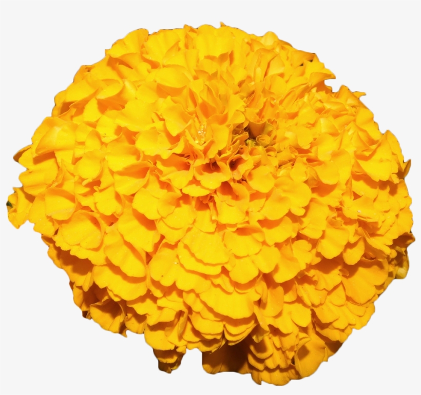 Mexican Marigold Flower Yellow - Marigold Flower Yellow Png, transparent png #1370395