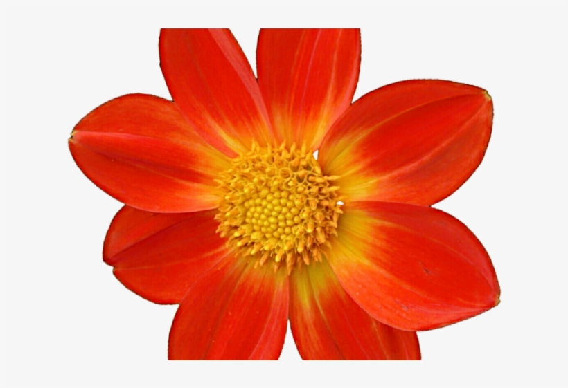 Dahlia Clipart Mexican - Igc Coaster Set 4 Pcs Round Designer Coasters Flower, transparent png #1370416