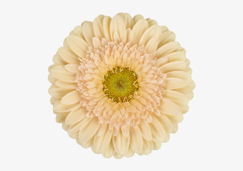 Mexican Pink - Boxed.com, transparent png #1370754