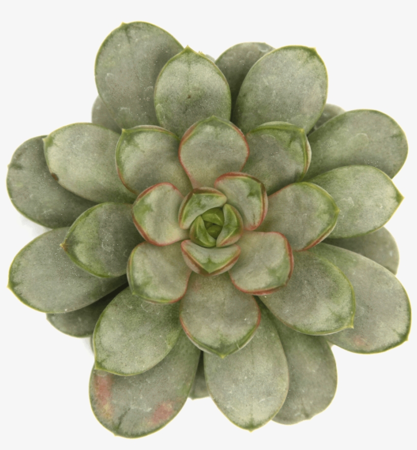Graptoveria Amethorum - White Mexican Rose, transparent png #1370799
