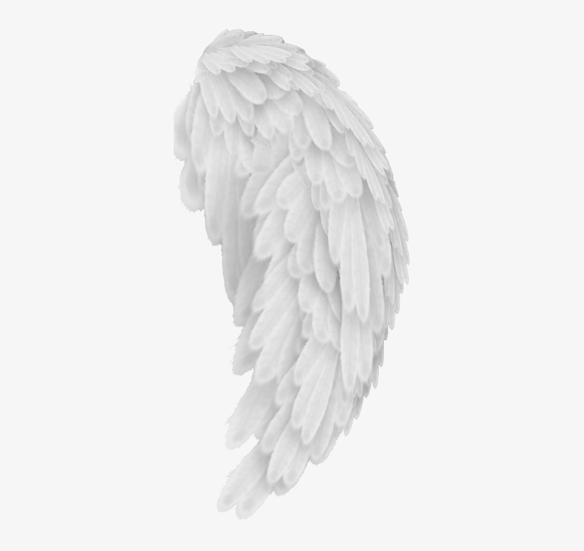 Angel Wings, transparent png #1371072