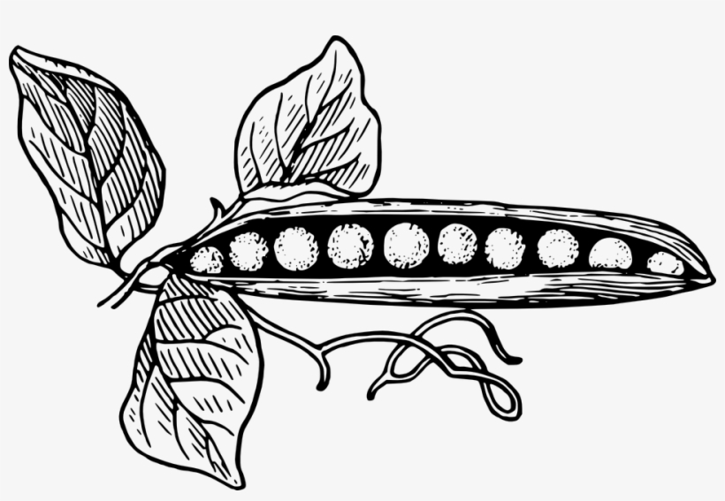 Free Image On Pixabay Vector - Peas In A Pod, transparent png #1371637