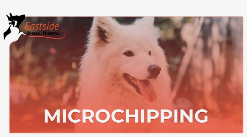 Animal Care Services In Muskogee - Dog, transparent png #1372207