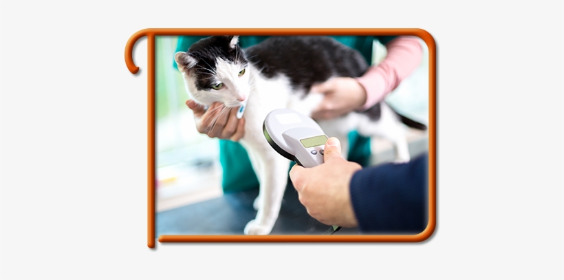 Pet Microchipping In Kirkland Kirkland Pet Microchipping - Vip Petcare Coupon 2017, transparent png #1372259