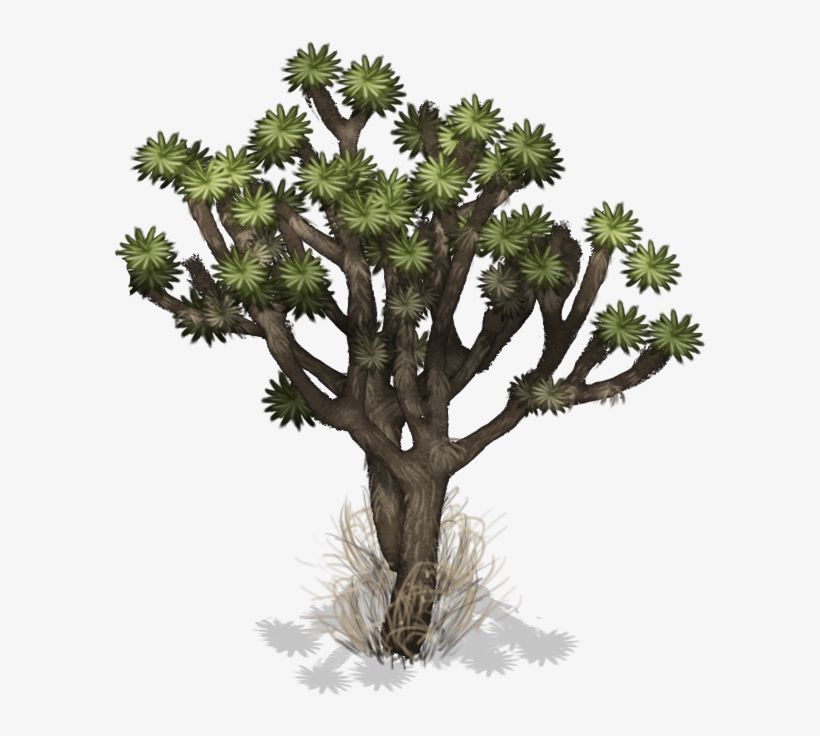 Air Island Big Tree - Tree, transparent png #1372595