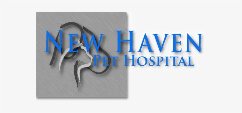 Preventing Lost Pets - New Haven Pet Hospital, transparent png #1372782