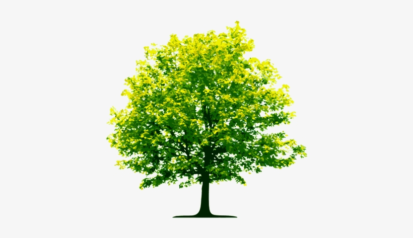 Light Green Tree - Tree Clipart Transparent Background, transparent png #1372783