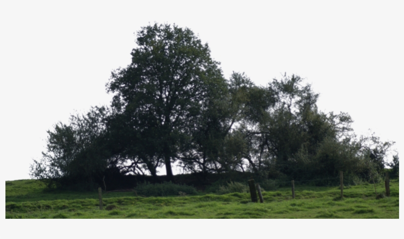 Big Tree - Png Big Tree, transparent png #1373114