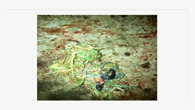 Mixed Recovered From Rumen Of Goat - Goat, transparent png #1373283
