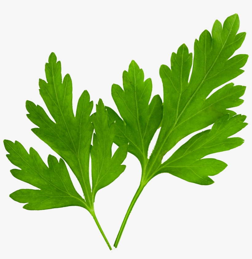 Parsley-e1520866809480 - Hojas De Perejil Png, transparent png #1373349