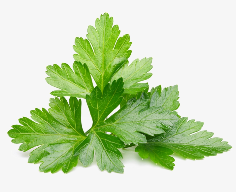 Parsley Coriander Cilantro Free Transparent PNG Download PNGkey