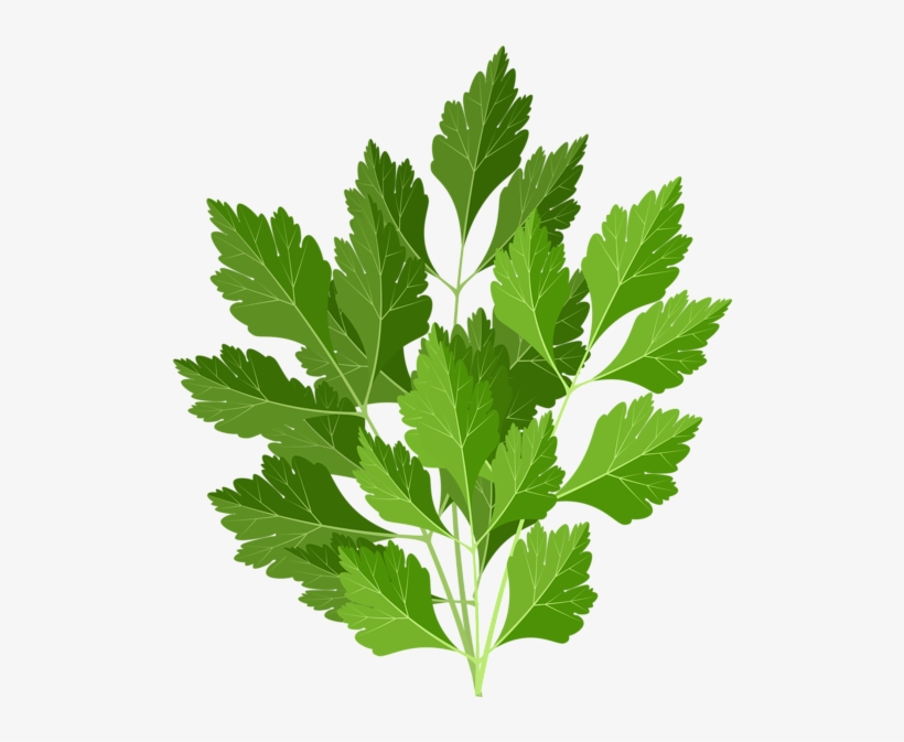 Parsley Png Clip Art Image - Gooseberry, transparent png #1373480