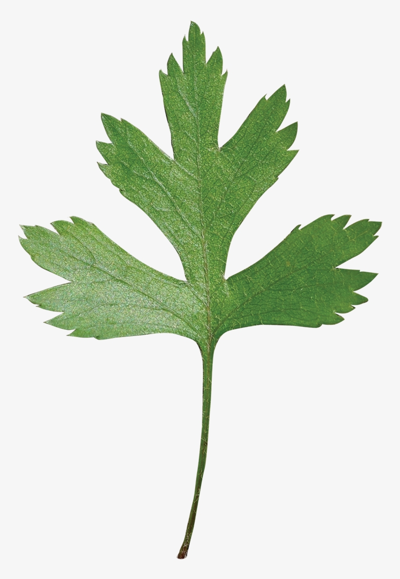 Parsley Hawthorn - Hawthorn Leaf Transparent Png, transparent png #1373489
