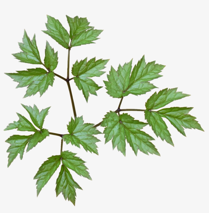 Green Leaves Plant Green Leaf - Happy Autumn Backpack By Klaraacel, transparent png #1373681