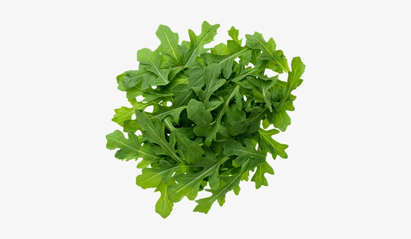 Arugula Png Image - Arugula Plant Health Benefits, transparent png #1373845
