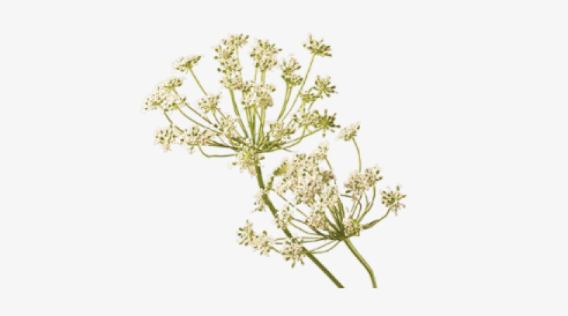 Carrot Seed Oil Flower Floristry Teleflora Transprent - Queen Anne's Lace Png, transparent png #1373865