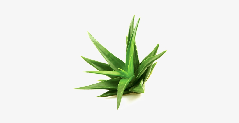 Aloe Png Image - Interbett Bw101247 Duvet Set 135 X 200 Cm Duvet Cover, transparent png #1373916