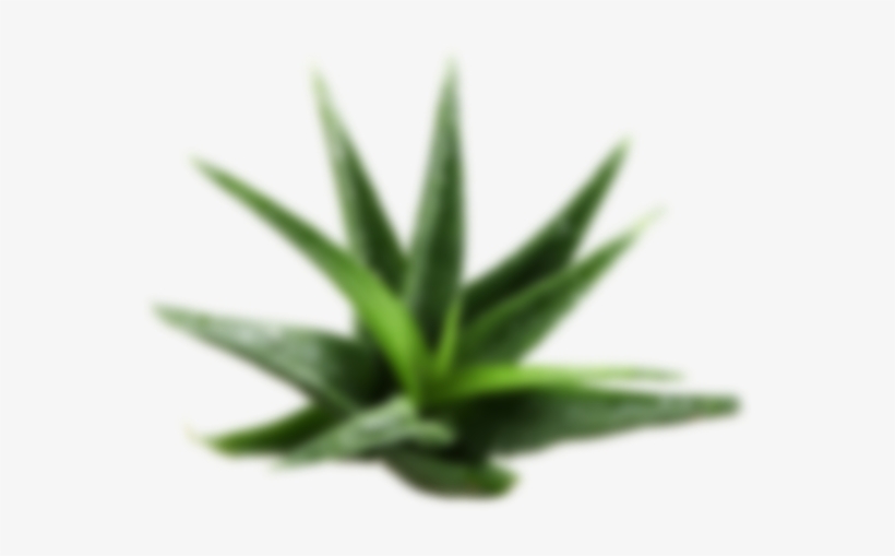 Cosmetics Aloe Layer 1 - Beyond Aloe From Jeju Mask 1pc 22ml, transparent png #1373934