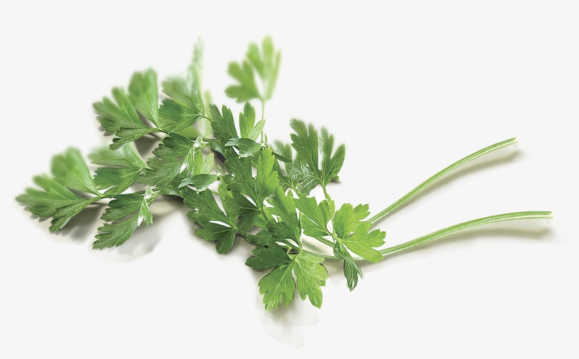 Parsley - Coriander, transparent png #1373990