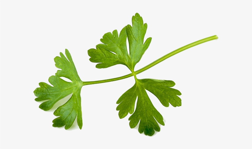 Chimichurri - Parsley, transparent png #1374193