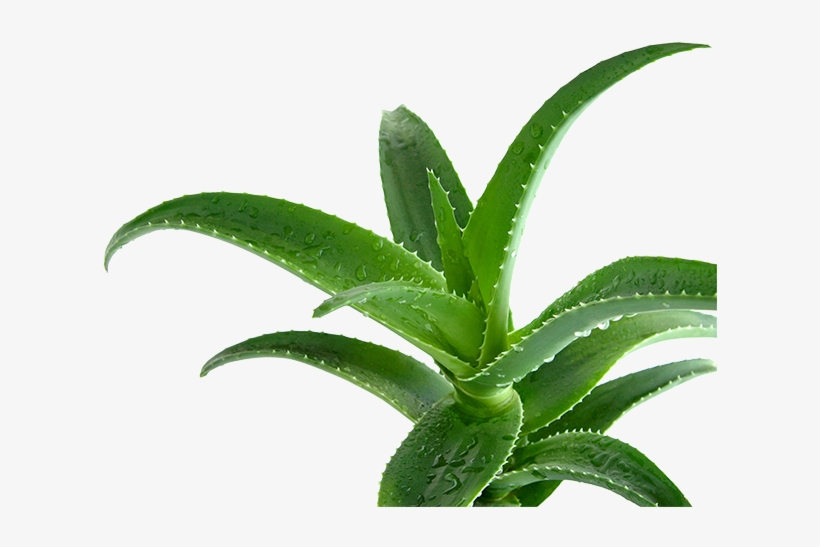 Aloe Vera - Aloe Vera In Islam, transparent png #1374285