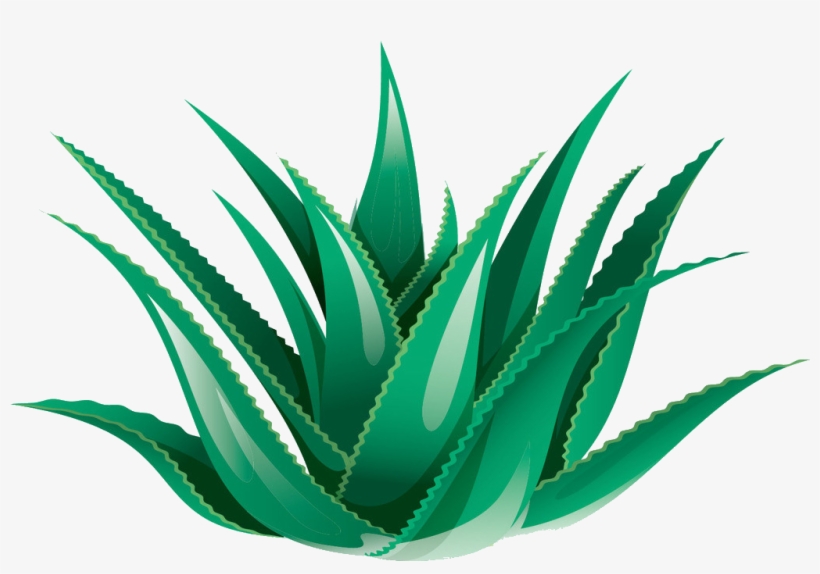 Clipart Black And White Library Aloe Vera Icon Transprent - Aloe Vera Transparent Background, transparent png #1374477