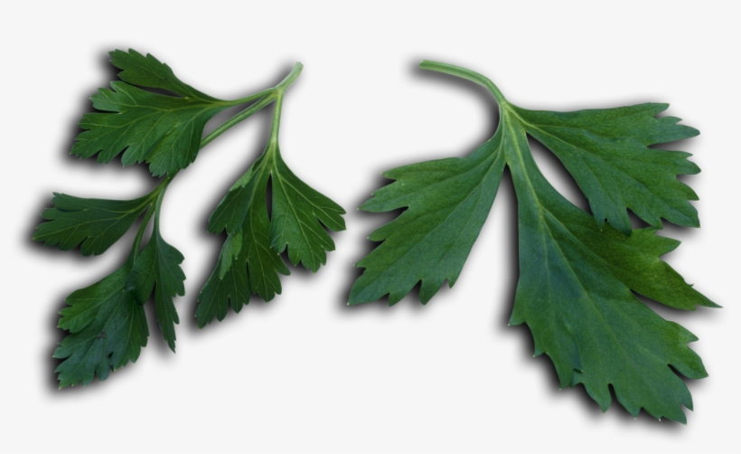 Petroselinum Crispum Leaves - Parsley, transparent png #1374503