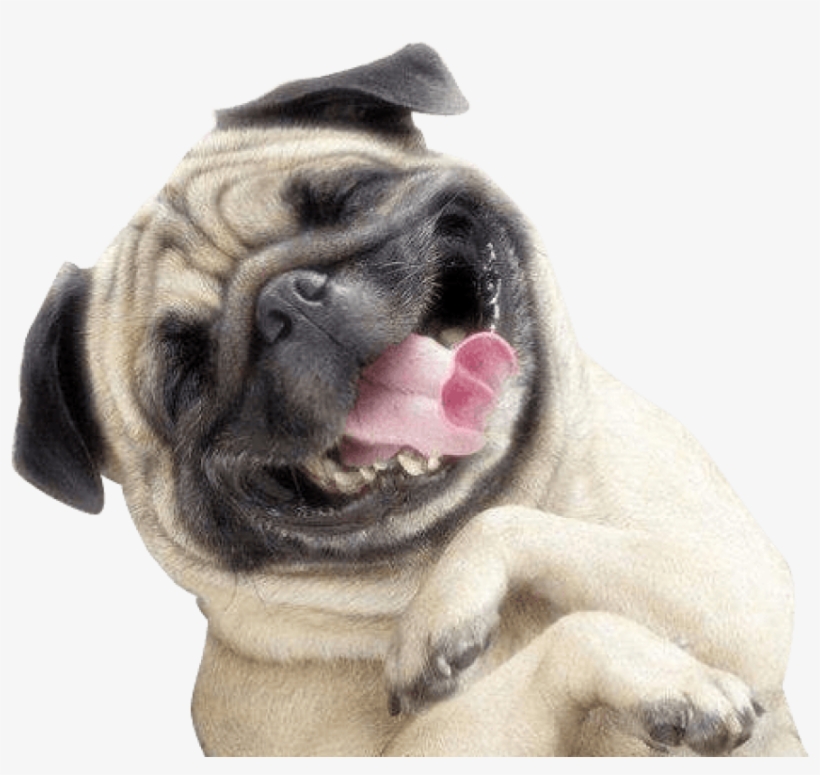 Happy Dog Png - Pug Smile, transparent png #1376410