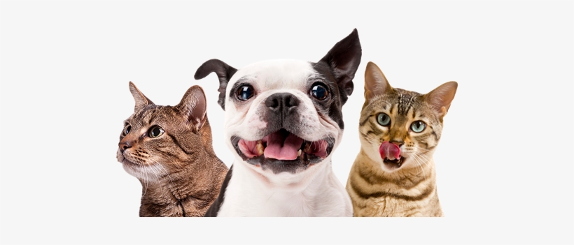 You May Notice Your Intact Dog Trying To Mate With - Zenpet Pro Collar - Xs, transparent png #1376440