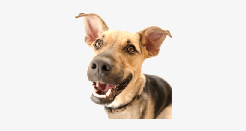 Happy Dog - Dog, transparent png #1376460