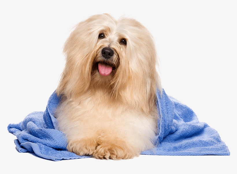 2018 Prairie Dog - Havanese Dog, transparent png #1376605