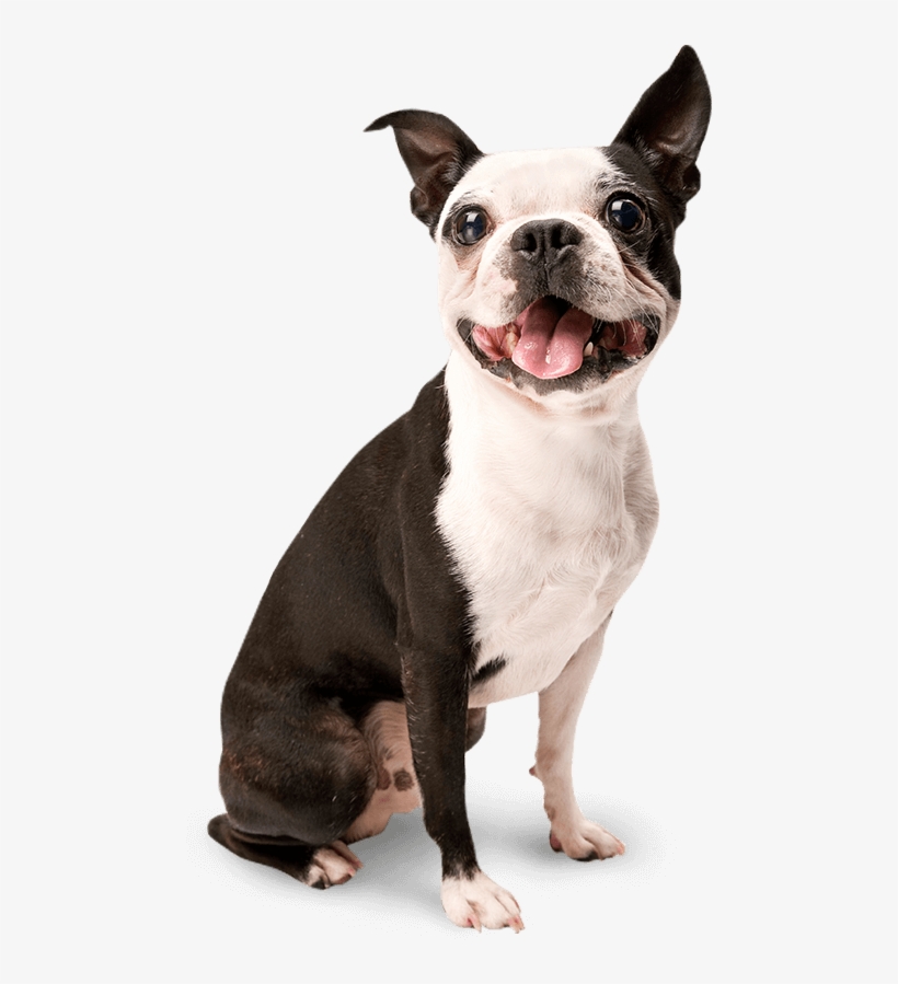 Pet On Dating App, transparent png #1376701